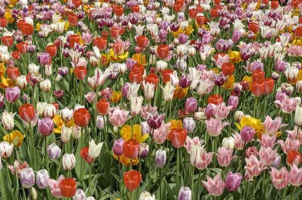 Floral celebration of spring Marvelous multicolored extravaganza of tulip hybrids in a massive garden bed