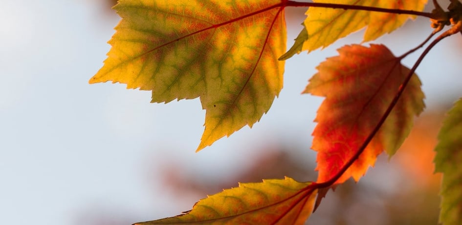 fall leaves