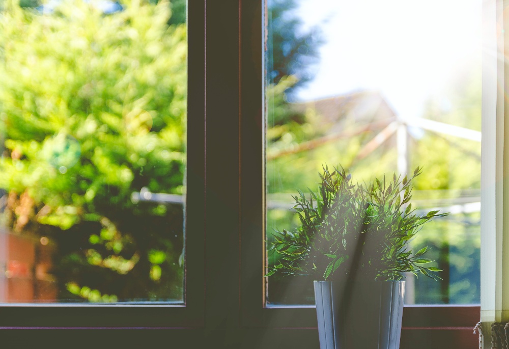 plant in window