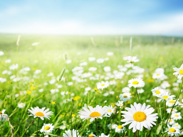 field of daisy flowers-1