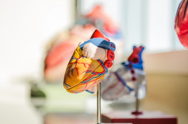 model of a heart