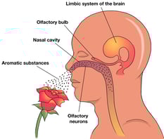 Aromatherapy in Seniors and Senior Living