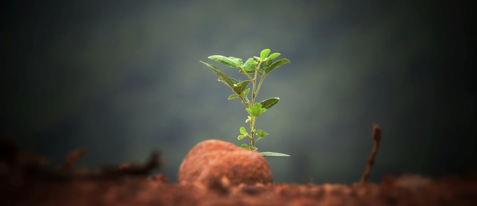 plant sprouting from dirt