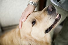 Petting_Dog